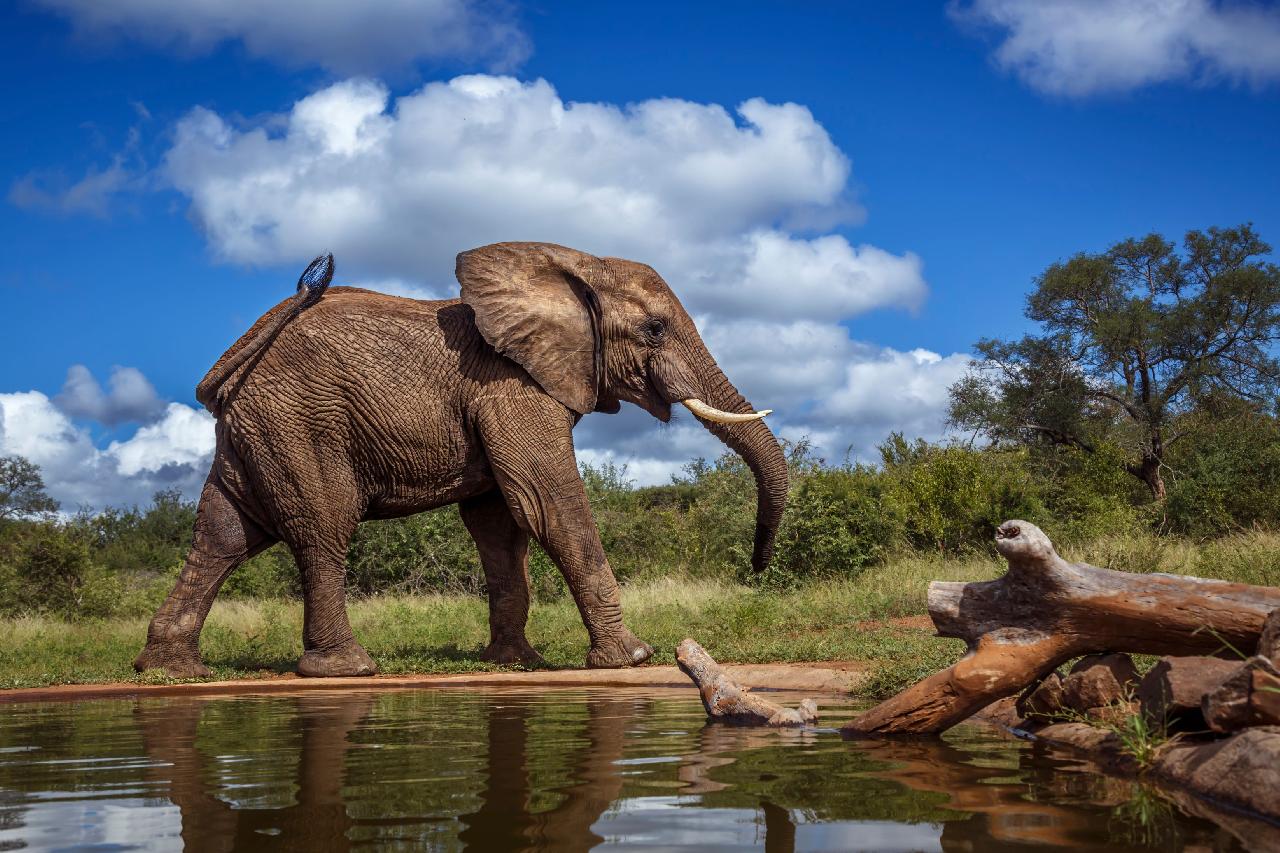 A képen egy afrikai elefánt (Loxodonta africana) látható, amint a dél-afrikai Kruger Nemzeti Parkban lévő itatóhely mellett sétál. - Z(s)eppelin utazás