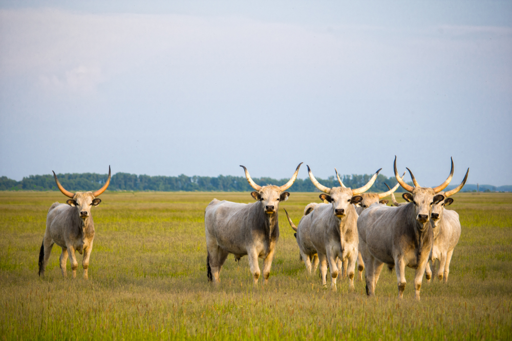 A képen a magyar szürkemarha (Hungarian Grey Cattle) látható Hortobágyon. - Z(s)eppelin utazás