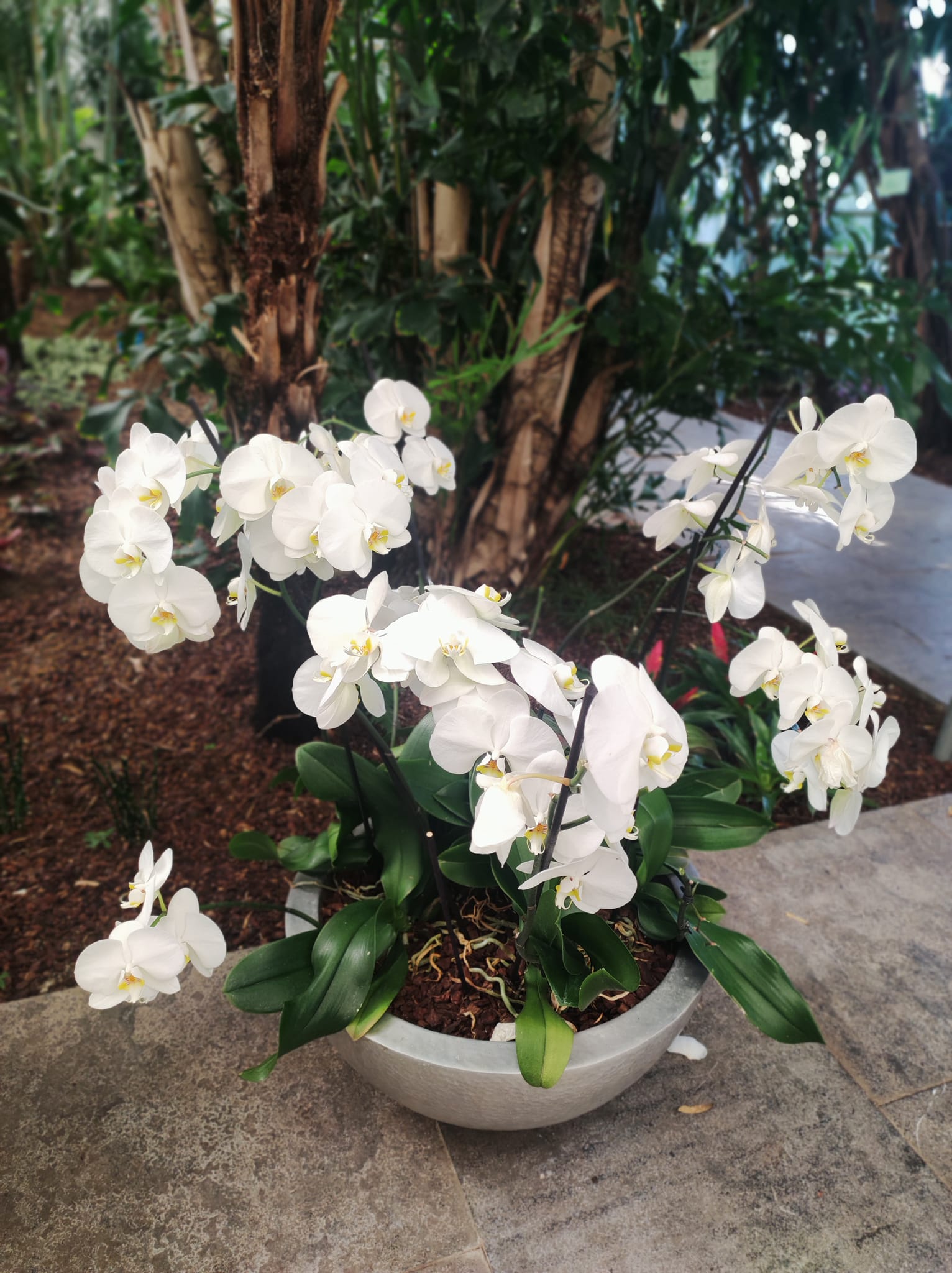 A képen orchideák láthatók. - Z(s)eppelin utazás