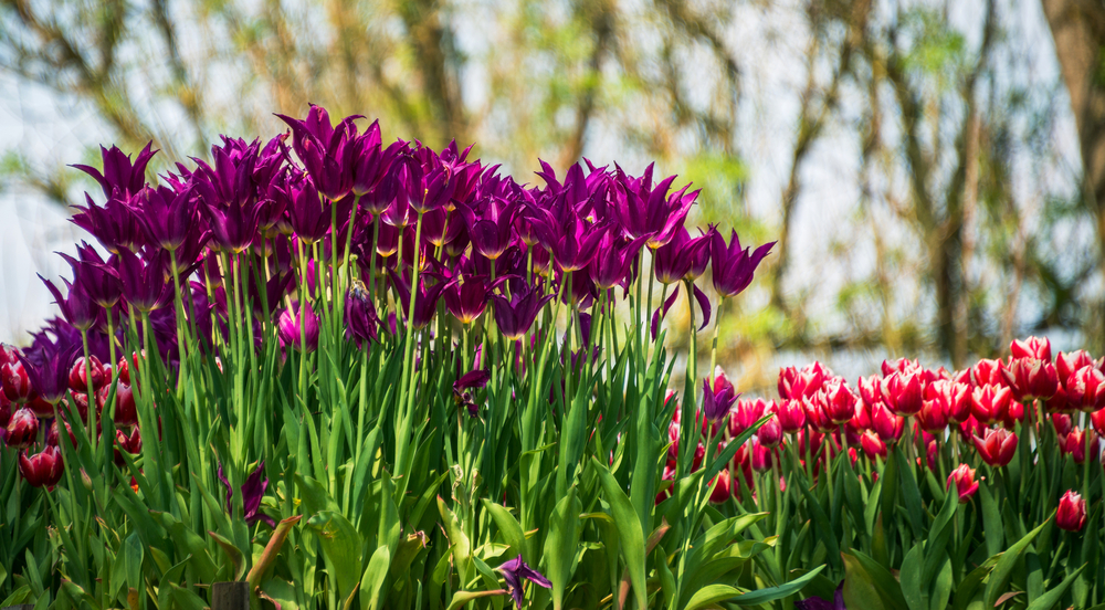 Ez egy kép a szlovéniai Volčji Potok Arborétumban található lila és piros tulipánokról. - Z(s)eppelin utazás