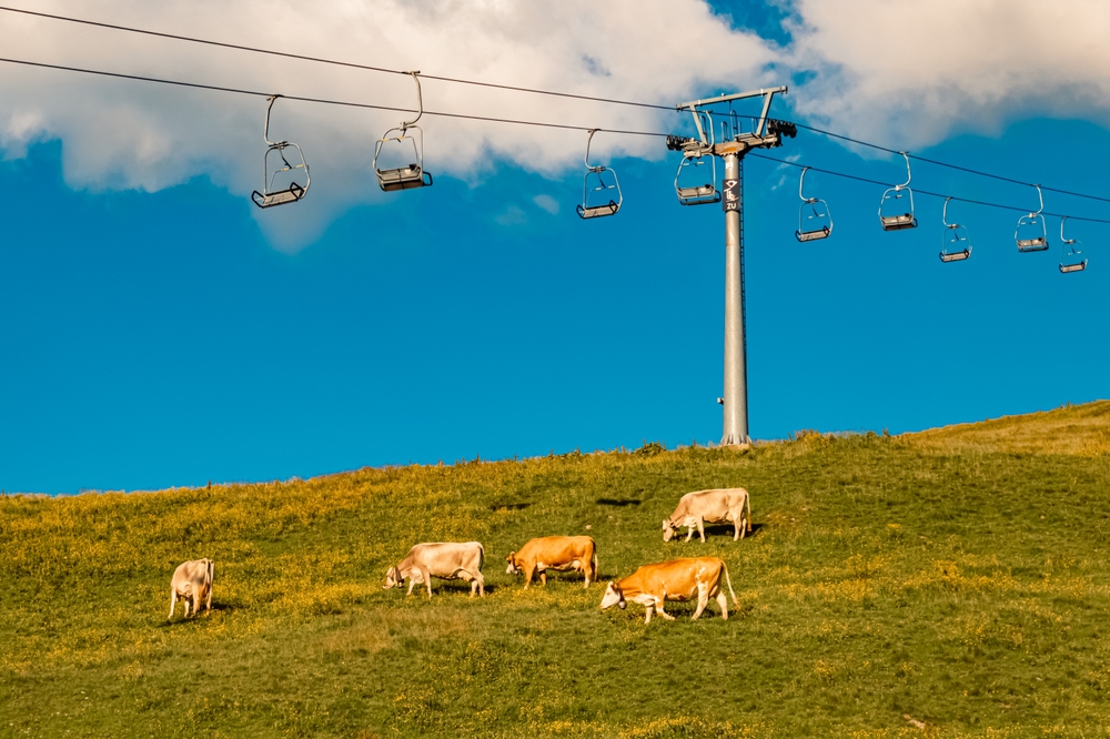 A képen Aubrac marhák láthatók egy alpesi legelőn, a háttérben egy sífelvonóval. - Z(s)eppelin utazás